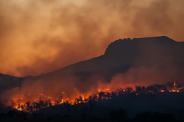 Wildfire spreading through forest