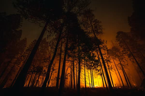 Dry forest vulnerable to wildfire